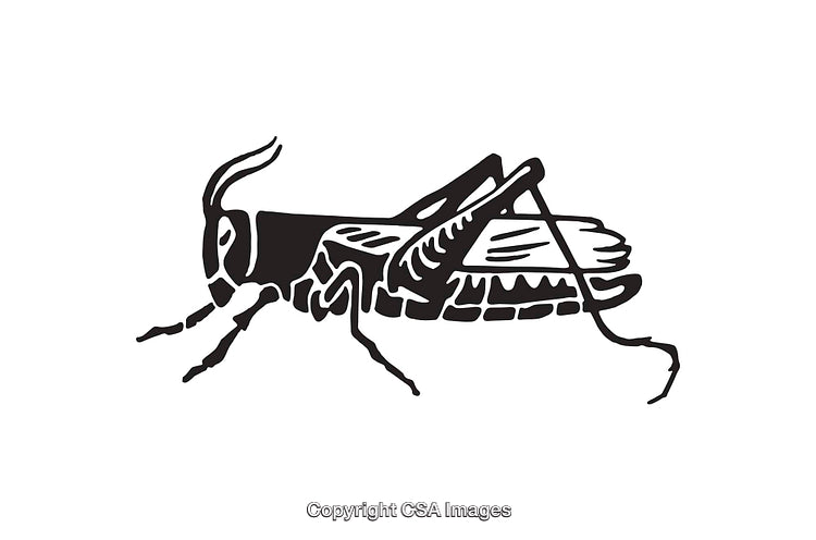 Black And White Line Art Illustration of a Grasshopper In Profile