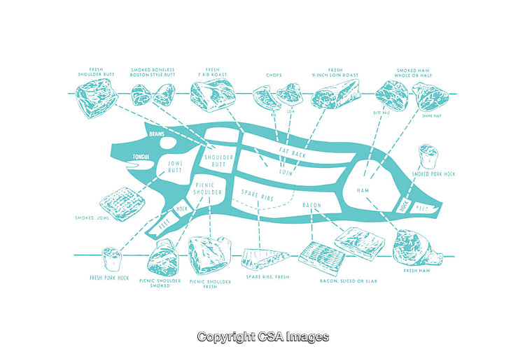 Cuts of Pork Diagram Illustrating Various Meat Sections and Their Locations