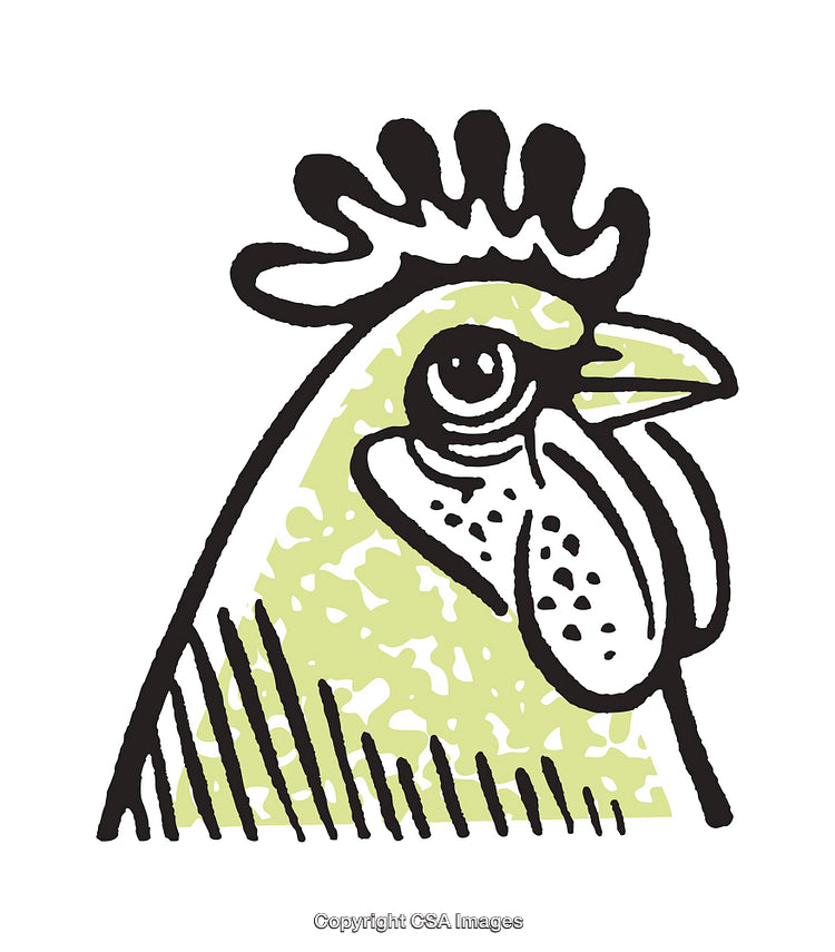 Close-Up Illustration of a Chicken in a Bold and Quirky Style