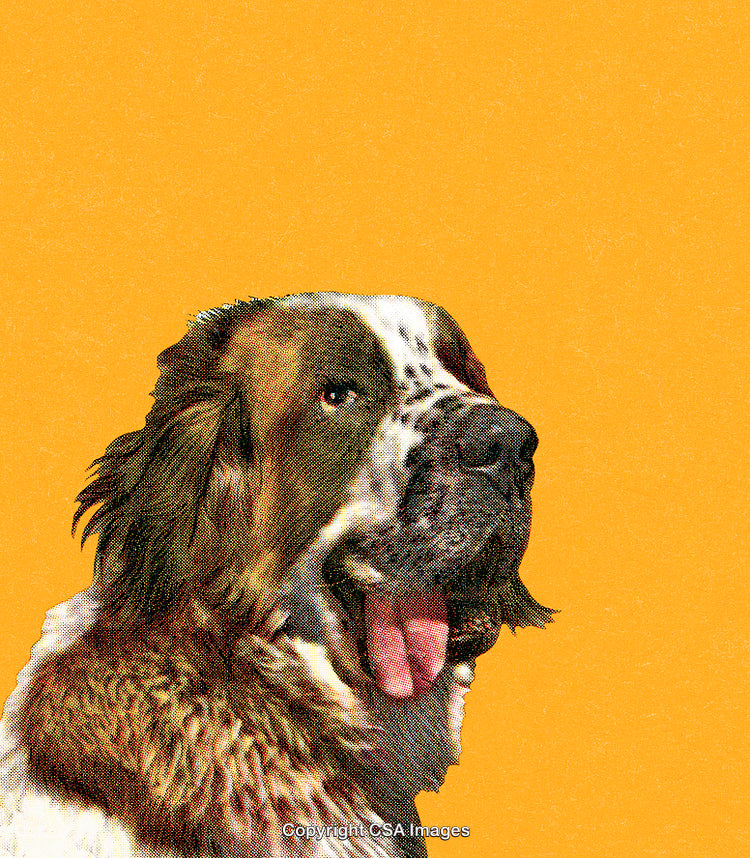 Stylized Portrait of a Dog with a Yellow Background in Pop Art Style