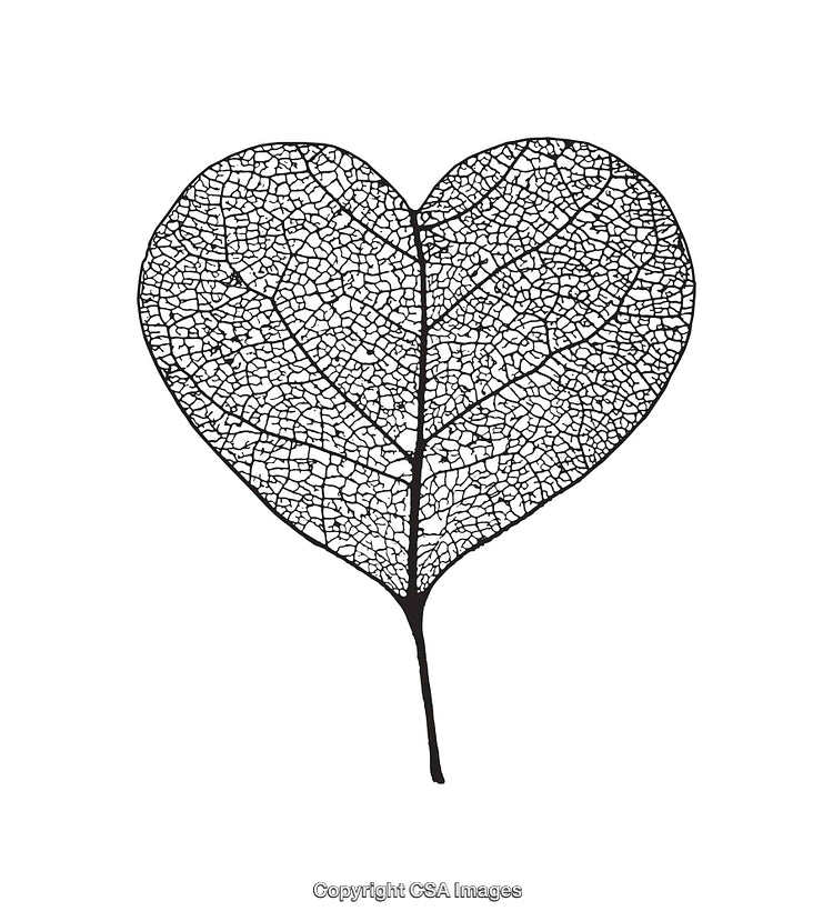 Intricate Black and White Line Art of a Heart-Shaped Leaf Veins