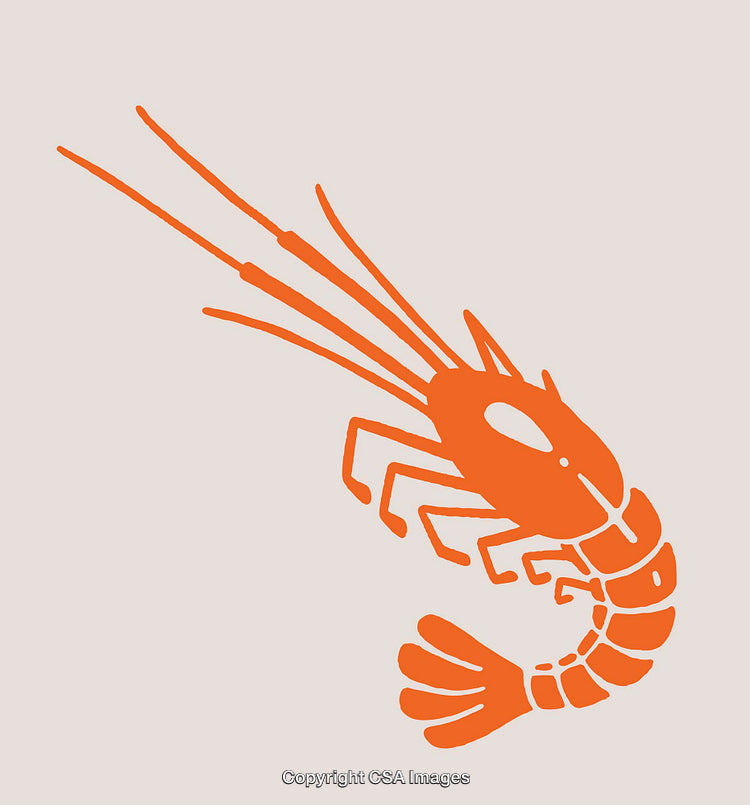 Orange Line Art Illustration of a Lobster or Shrimp