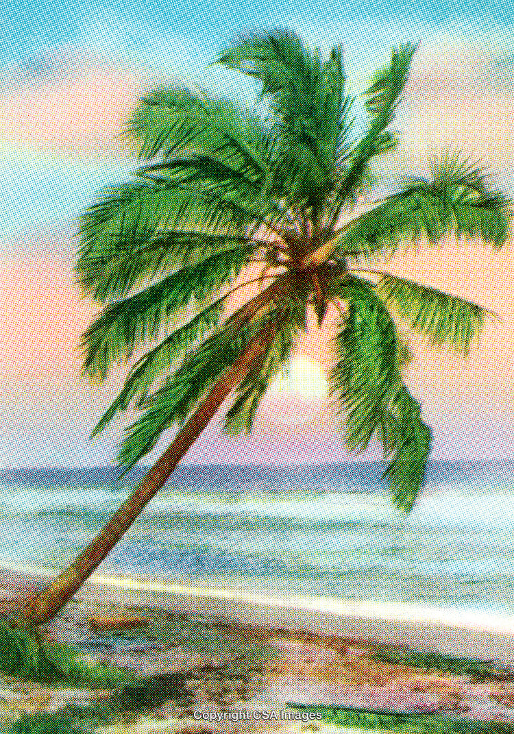 Tropical Beach Scene With Palm Tree at Sunset Over Calm Ocean Waters