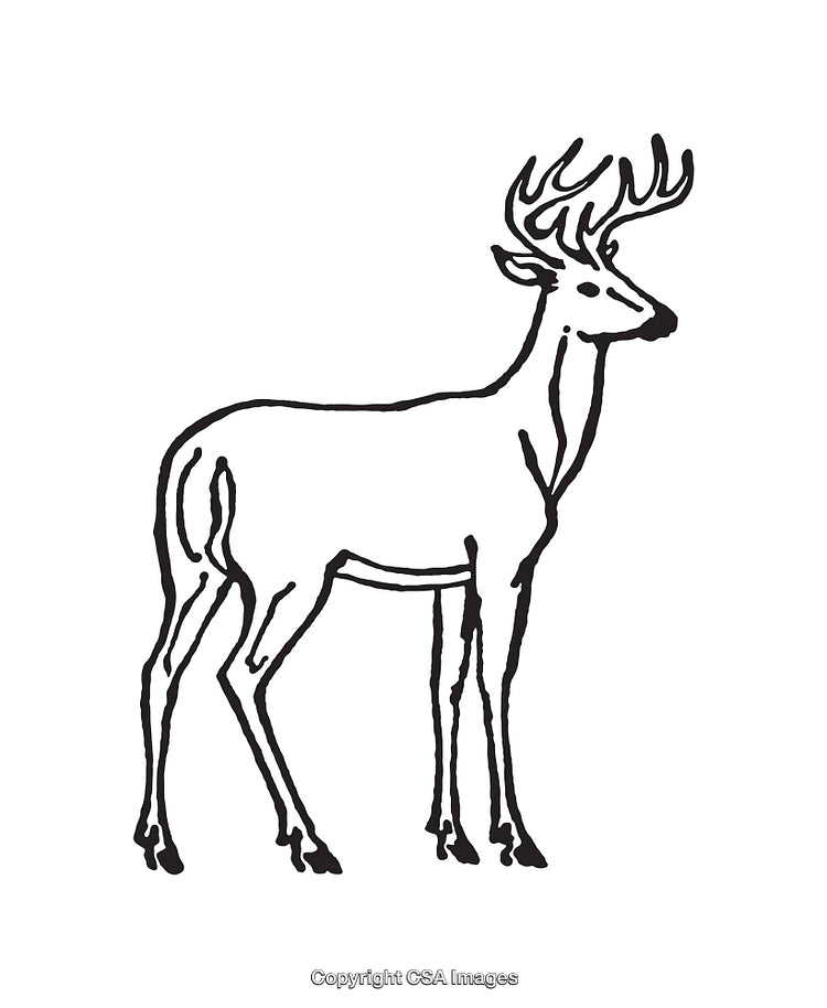 Detailed Line Art Illustration of a Standing Deer in Profile View