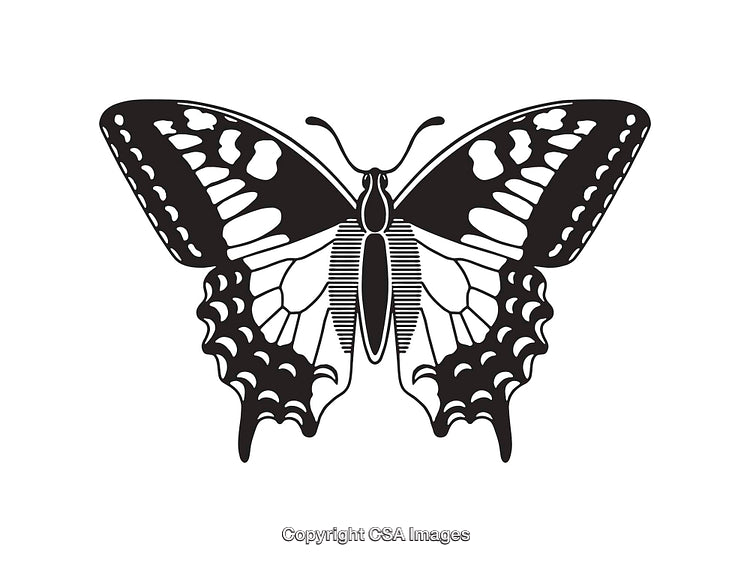 Black and White Butterfly Line Illustration with Intricate Wing Patterns