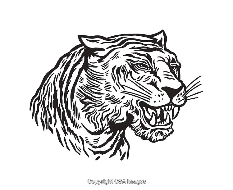 Detailed Black and White Line Art of a Fierce Tiger Profile