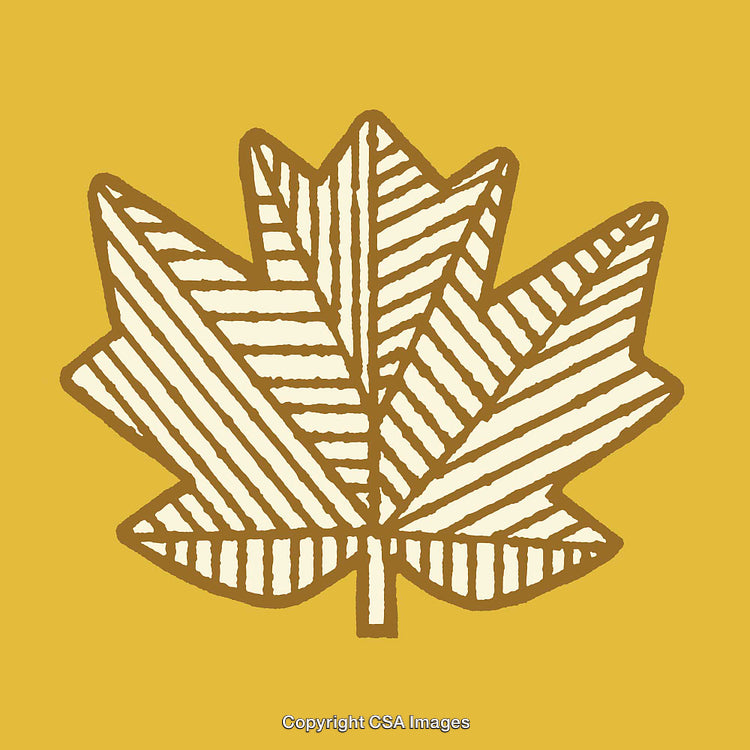 Stylized Line Art Illustration of a Maple Leaf on Yellow Background