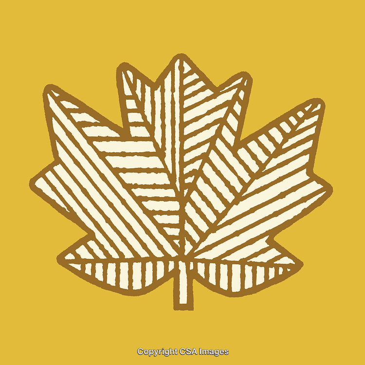 Stylized Line Art Illustration of a Maple Leaf on Yellow Background