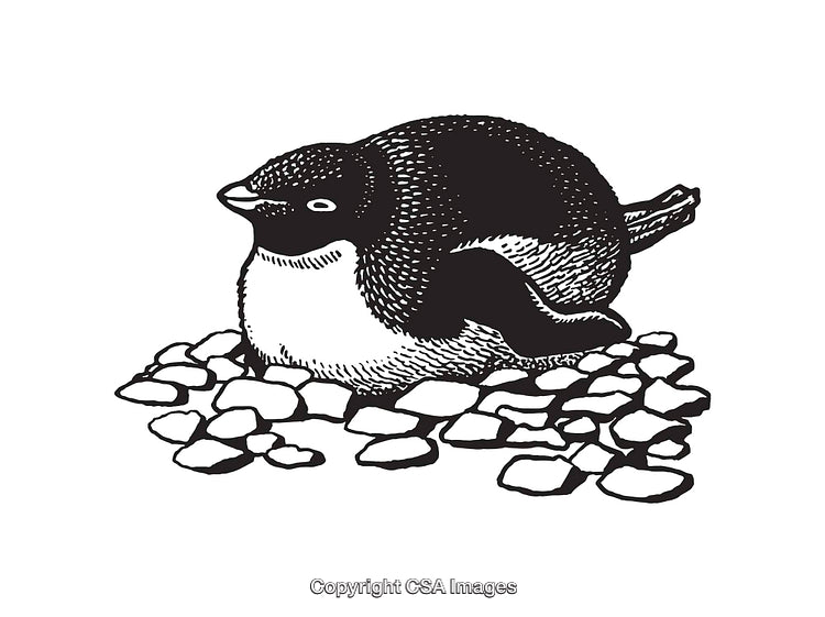 Black and White Line Art of a Penguin Among Rocks