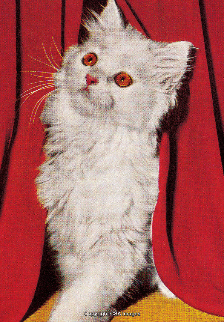 Close-Up of White Fluffy Cat Against Vibrant Red Curtain Background