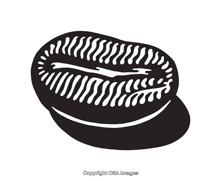 Black and White Cowrie Shell Illustration Depicting Natural Beauty in Line Art