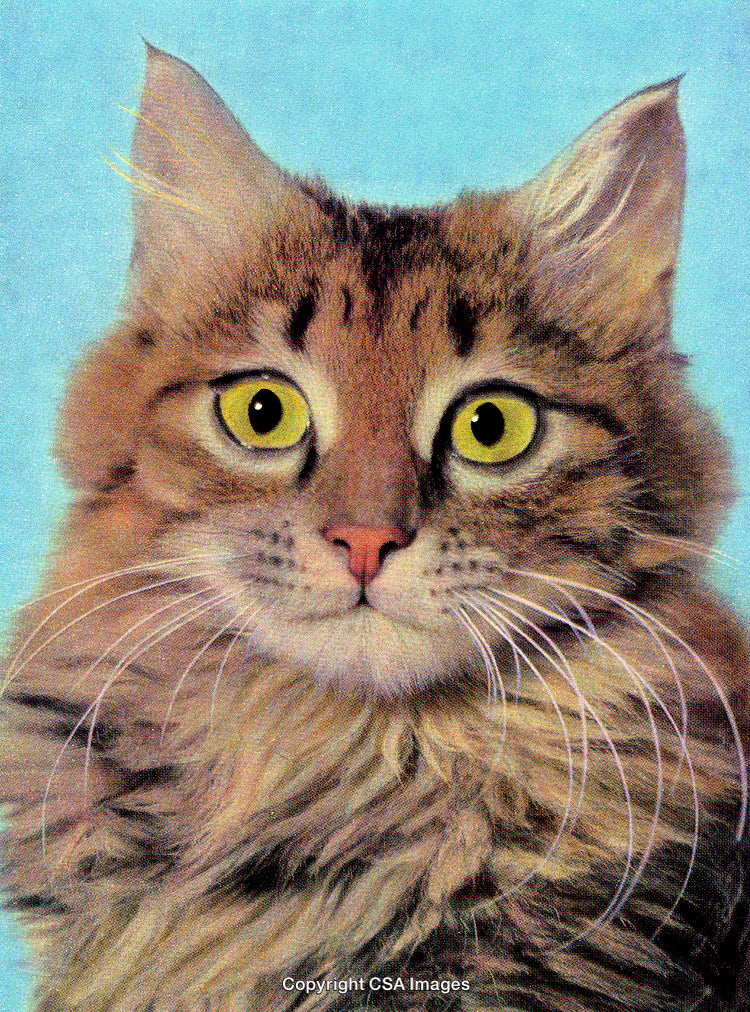 Close-Up Portrait of a Brown Cat with Yellow Eyes on Blue Background