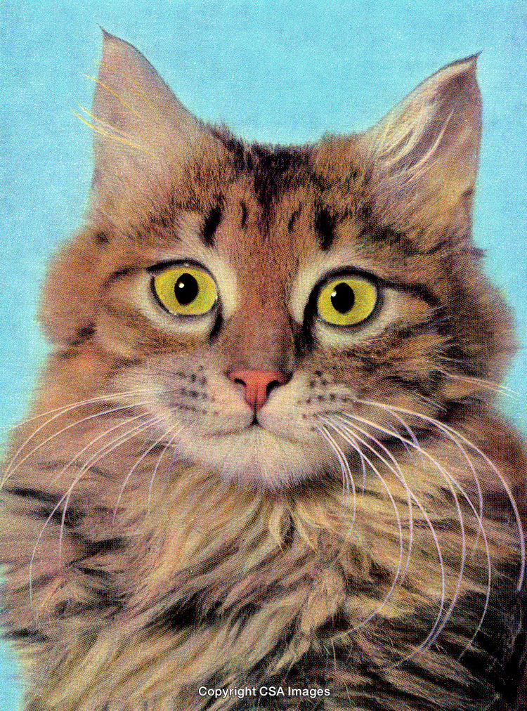 Close-Up Portrait of a Brown Cat with Yellow Eyes on Blue Background