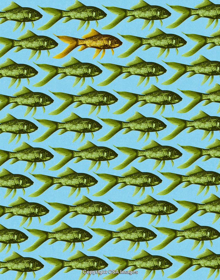 Fish Pattern