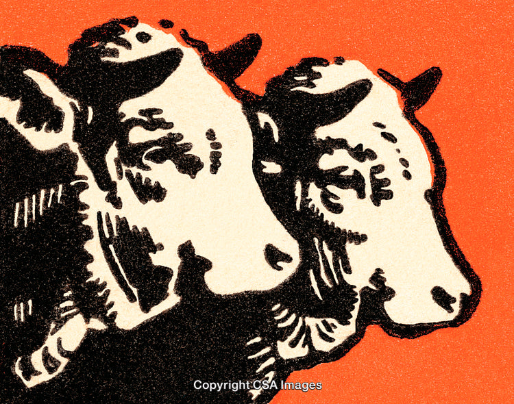 Stylized Illustration of Two Farm Cows Against Bold Orange Background