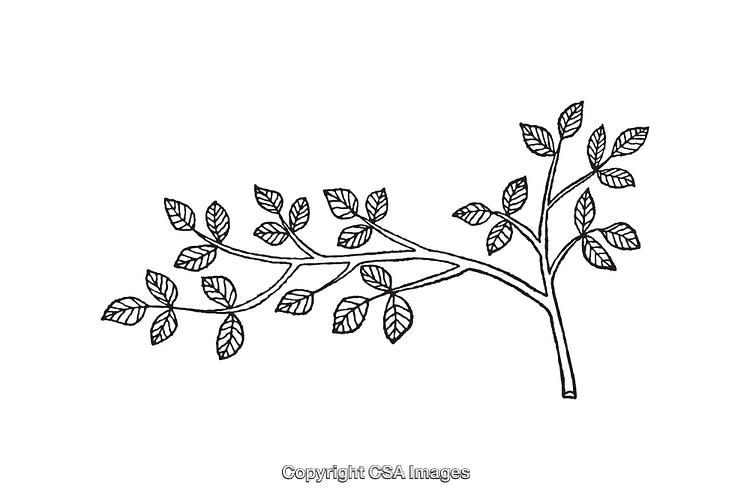 Black and White Line Art Drawing of a Branch with Leaves
