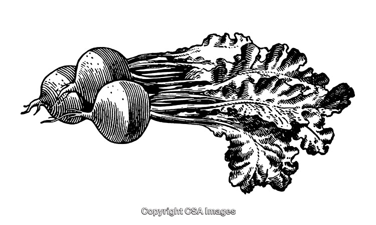 Detailed Black and White Engraving of Radishes with Leaves