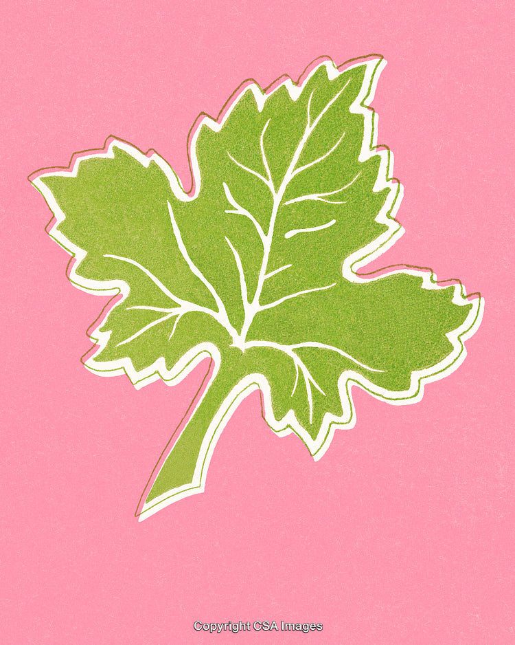 Decorative Green Leaf Illustration on Pink Background in Artistic Style