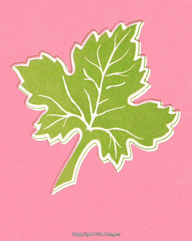Decorative Green Leaf Illustration on Pink Background in Artistic Style