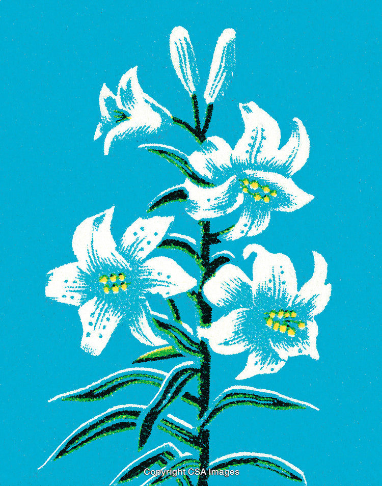 Elegant Illustrated White Lilies on Bright Blue Background