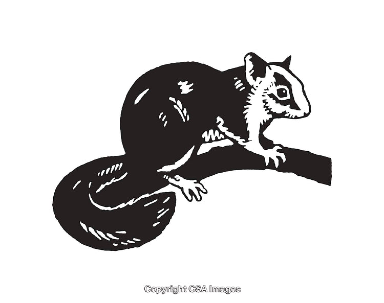 Black and White Line Art of a Sugar Glider on a Branch