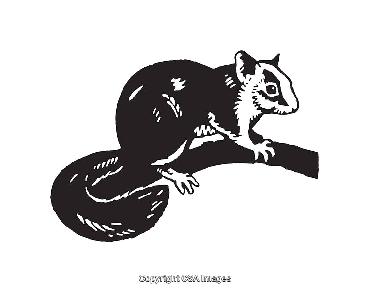 Black and White Line Art of a Sugar Glider on a Branch