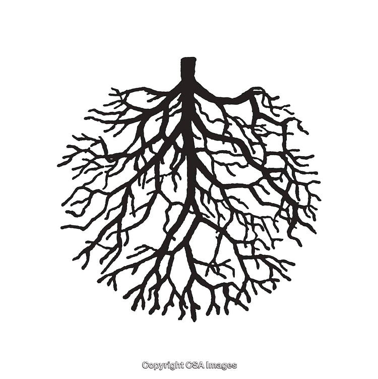 Intricate Black and White Tree Root Silhouette Illustration