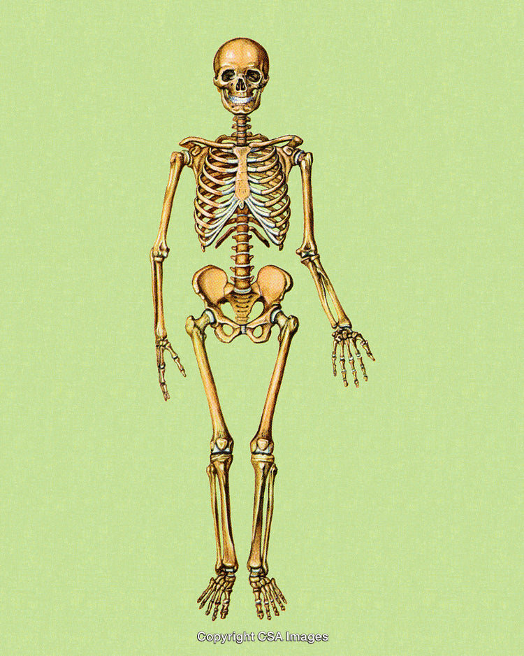 Detailed Illustration of Human Skeleton on Soft Green Background
