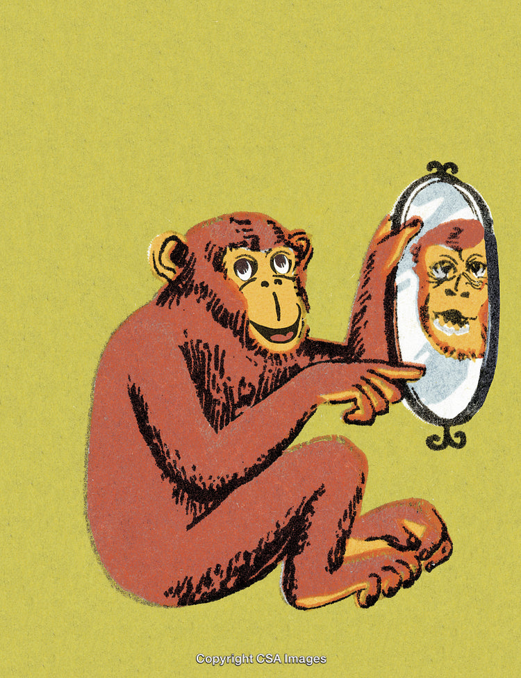 Chimpanzee Examining Its Own Reflection in a Handheld Mirror