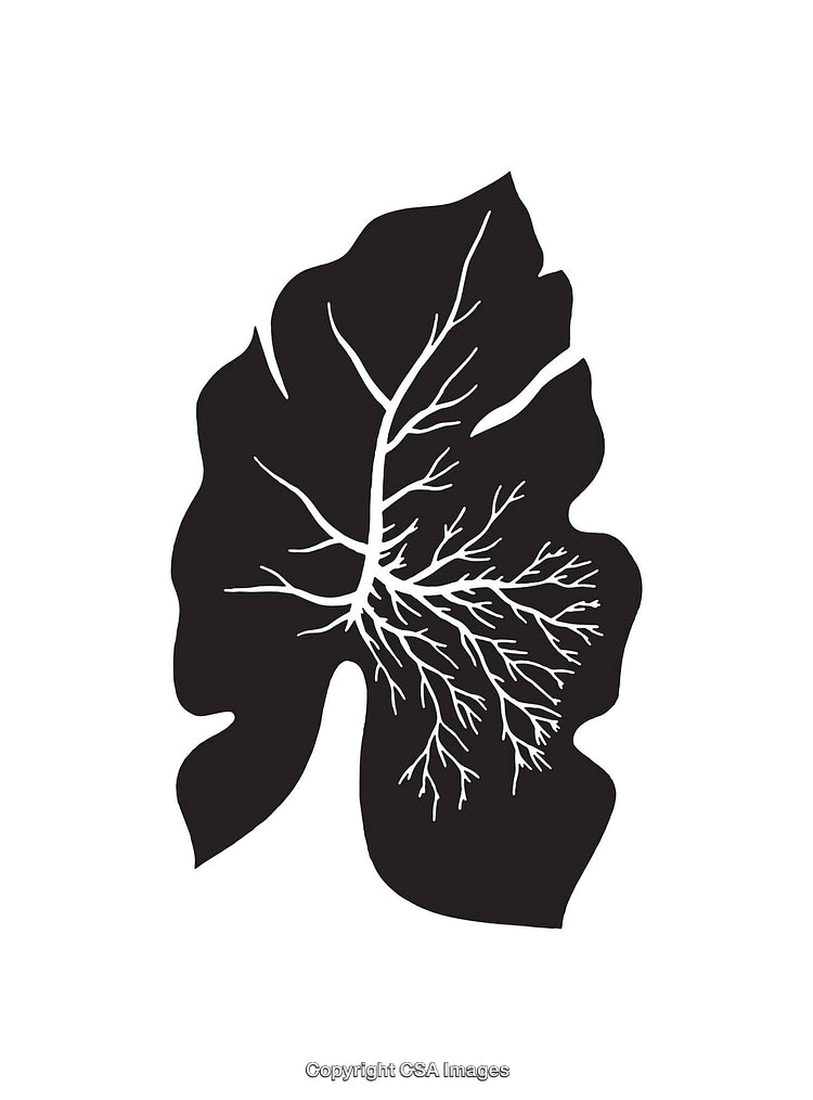 Black and White Line Art of Leaf with Branch Patterns