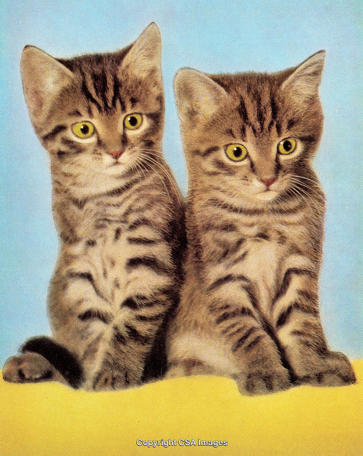 Adorable Twin Tabby Kittens Posed Against a Bright Blue Background