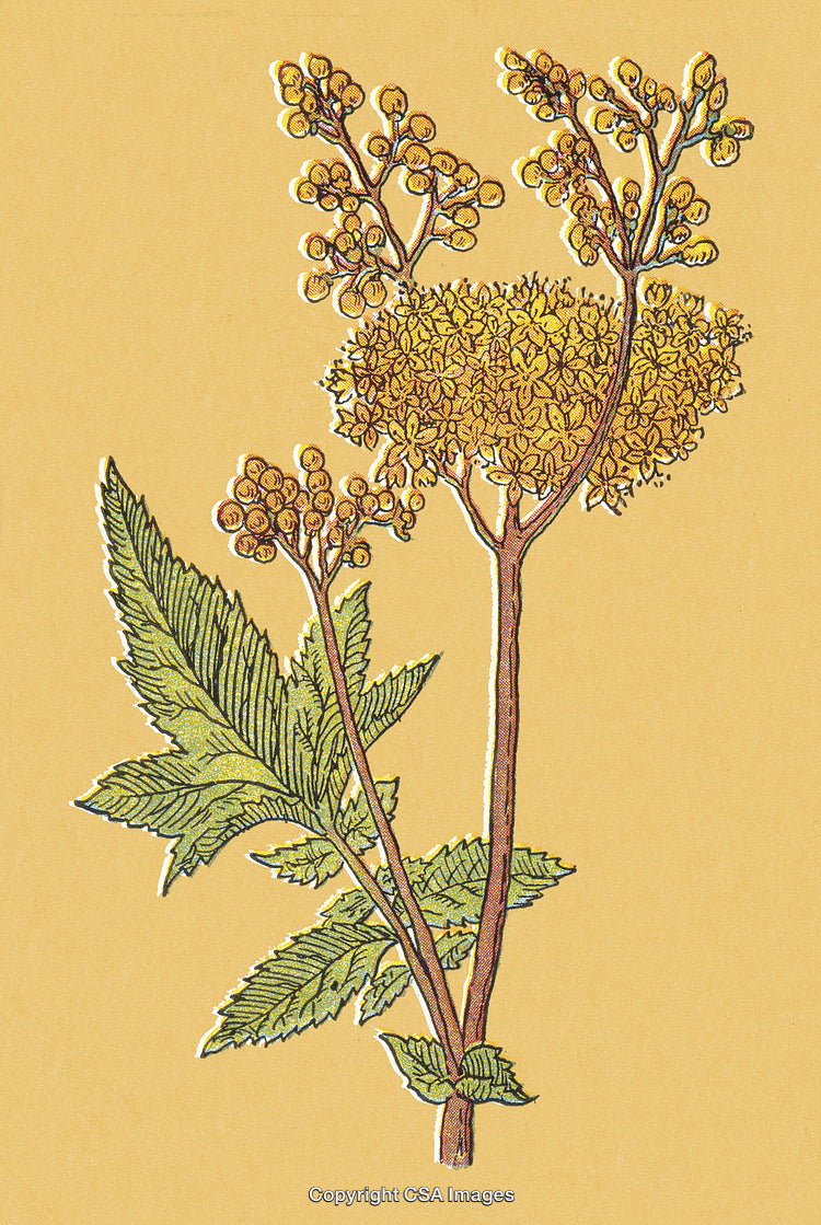 Detailed Botanical Illustration of Yellow Flowering Plant on Soft Background