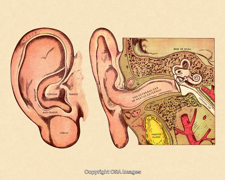 Detailed Anatomical Diagram of the Human Outer and Inner Ear Structures