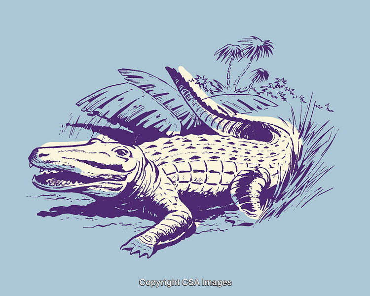 Colorful Line Art Illustration of an Alligator in a Natural Habitat