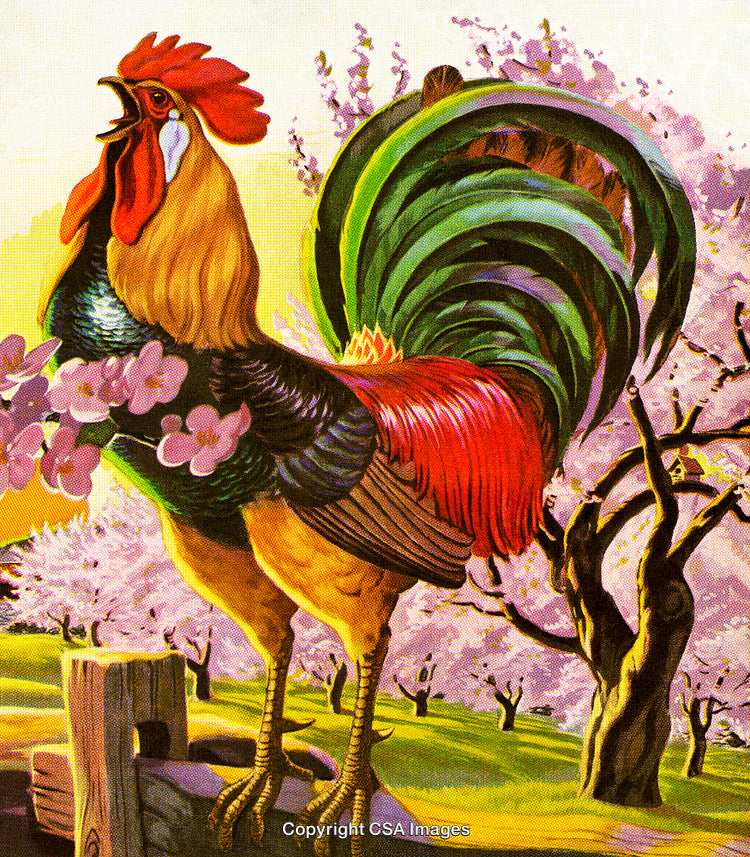 Colorful Rooster Crowing in a Vibrant Spring Orchard Setting