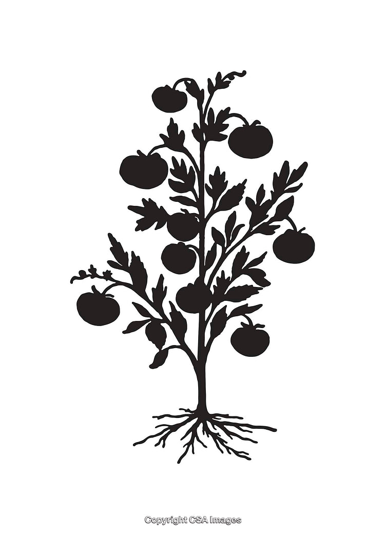 Silhouette Illustration of a Tomato Plant with Detailed Roots and Leaves