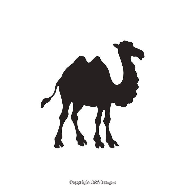 Black Silhouette of a Camel with Two Humps Facing Right
