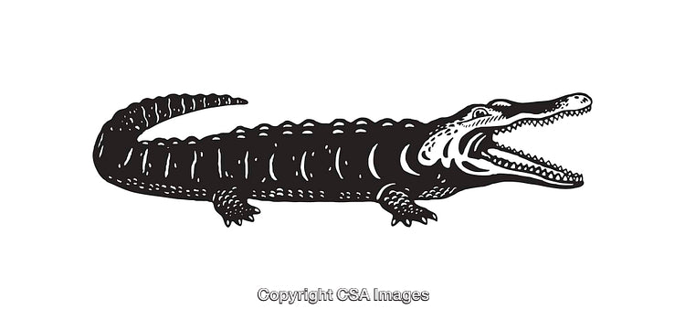 Black and White Illustration of an Alligator with Open Mouth
