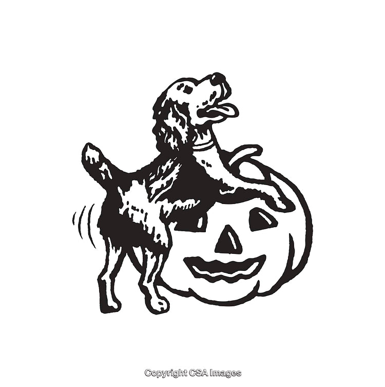 Playful Dog Wagging Tail Next to a Carved Halloween Pumpkin
