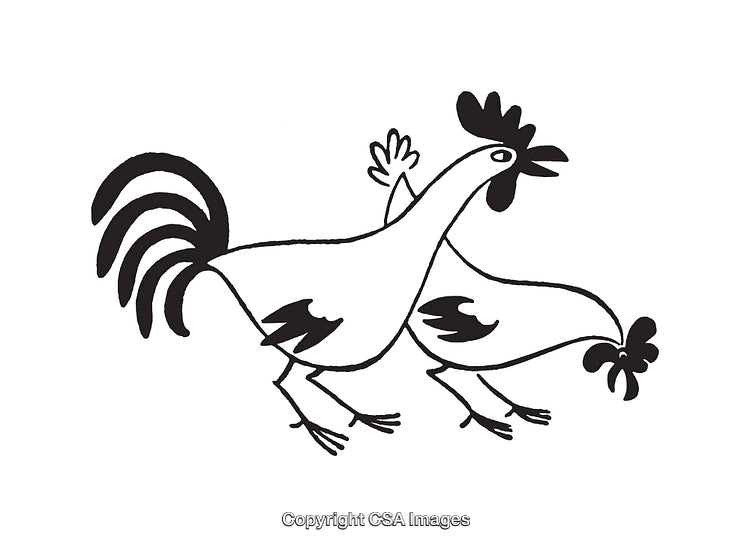 Monochrome Line Art Illustrations of Two Roosters in a Dynamic Pose