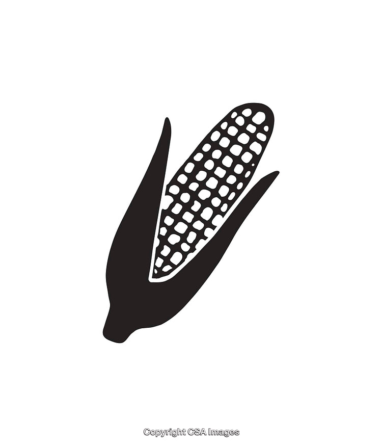 Black And White Corn Illustration Isolated on White Background