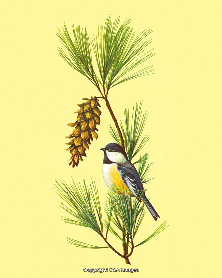 Colorful Bird Perched on Pine Branch with Cones and Yellow Background