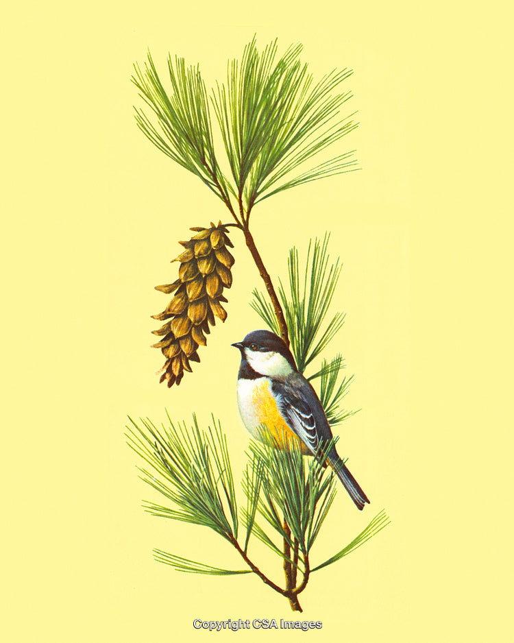 Colorful Bird Perched on Pine Branch with Cones and Yellow Background