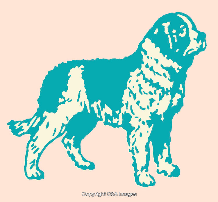 Colorful Line Art Illustration of a Saint Bernard Dog