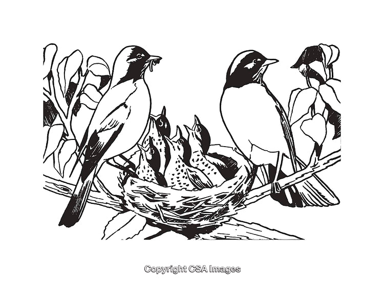 Black and White Line Art Illustration of Birds and Nest in Nature