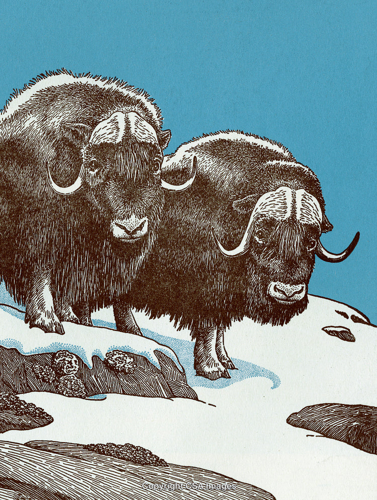 Artistic Depiction of Two Musk Oxen on a Snowy Landscape