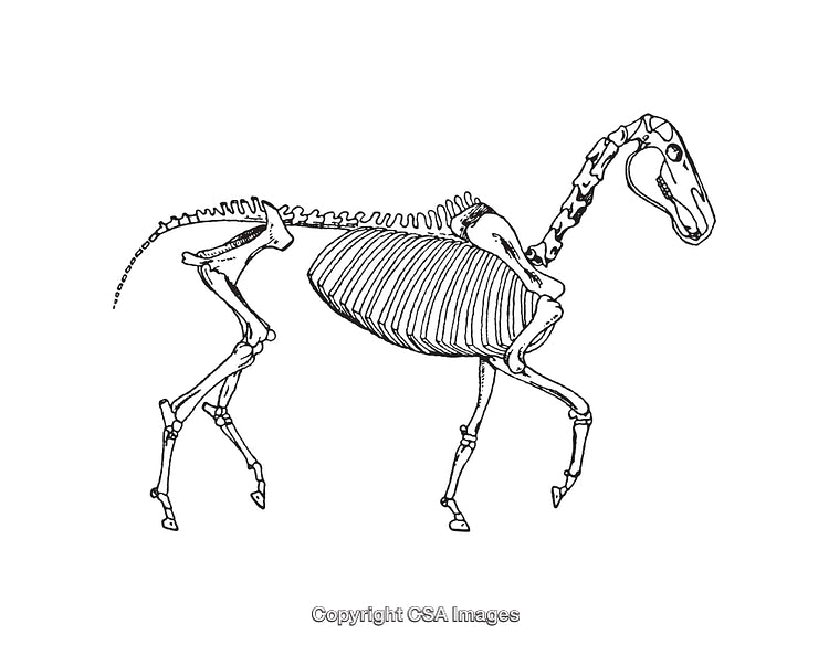 Detailed Black and White Illustration of a Horse Skeleton Structure