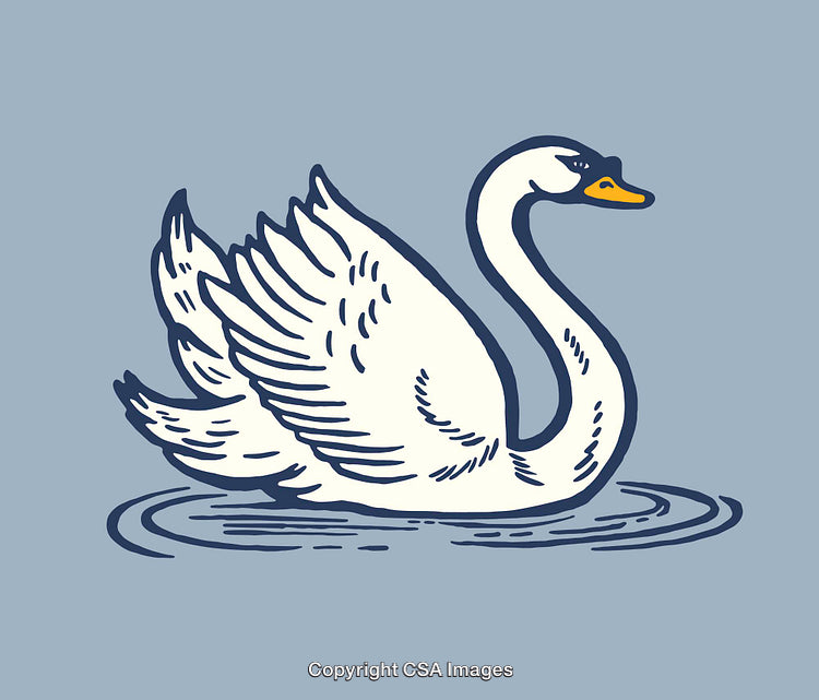Elegant Swan Illustration with Detailed Line Art on Blue Background