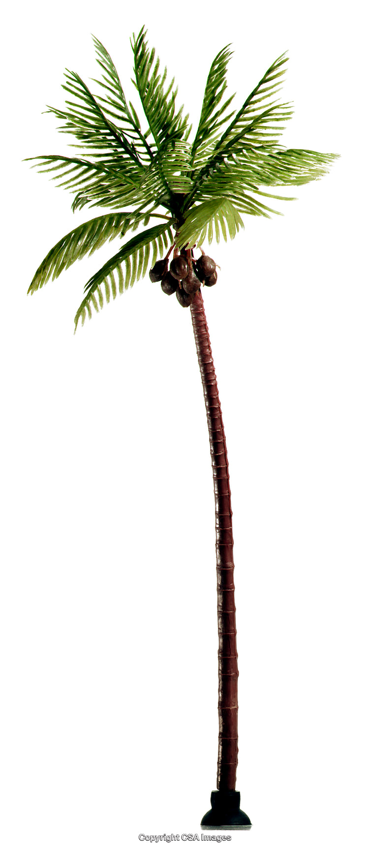 Tall Toy Palm Tree with Detailed Leaves and Coconut Cluster