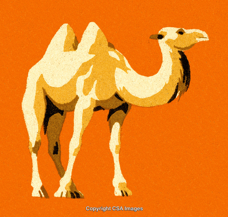 Illustrated Camel on Creative Orange Backdrop